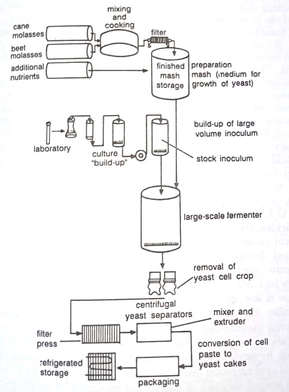 The steps in the commercial production of baker's yeast.